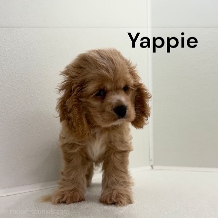 puppy, for, sale, Cocker Spaniel, Joe & Cherri  Overlease, dog, breeder, Miller, MO, dog-breeder, puppy-for-sale, forsale, nearby, find, puppyfind, locator, puppylocator, aca